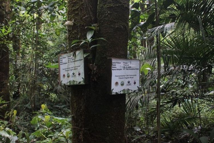 Adopsi Anggrek adalah cara Musimin mengajak masyarakat luas untuk turut serta berkontribusi dalam melakukan konservasi lingkungan, khususnya habitat orchidaceae.
