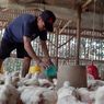 Peternak Keluhkan Harga Ayam Kerap Anjlok Selama 2 Tahun Terakhir