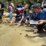 20 Ekor Penyu Lekang Dilepasliarkan di Pantai Marekisi Jayapura