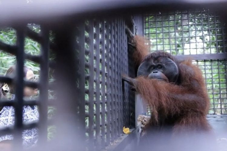 Belasan Tahun Dirawat, Orang Utan Mungky dan Dodo Kini Kembali ke Hutannya