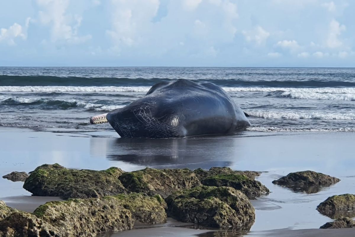 Bangkai paus sperma ditemukan di Pantai Yeh Leh, Desa Pengeragoan, Kecamatan Pekutatan, Kabupaten Jembrana, Bali, pada Sabtu (8/4/2023). 