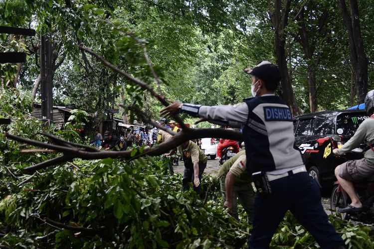 (Ilustrasi Pohon Tumbang). Sejumlah petugas memindahkan batang pohon yang tumbang akibat diterjang angin kencang di Jalan Perjuangan Baru, Bekasi, Jawa Barat, Sabtu (5/3/2022). Badan Meteorologi Klimatologi dan Geofisika (BMKG) mengumumkan peringatan dini cuaca di kawasan Jabodetabek termasuk di sejumlah wilayah di Kota Bekasi pada Sabtu siang berpotensi hujan sedang hingga lebat disertai kilat dan petir serta angin kencang. ANTARA FOTO/Suwandy/wsj.