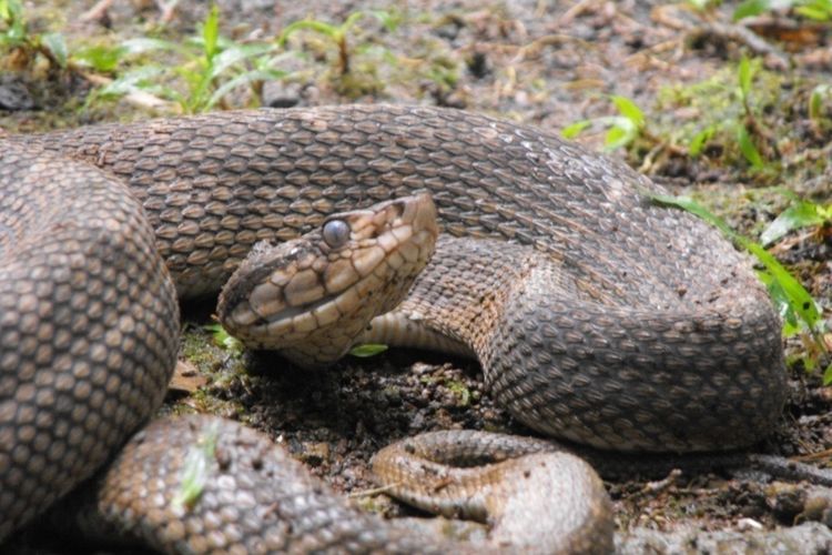 Ilustrasi ular Saint Lucia lancehead atau Bothrops caribbaeus. Fauna & Flora menyoroti 10 spesies terancam punah 2026, dari elang hingga tulip liar.