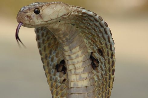 Menyerang Saat Diusir, Ular Kobra Sepanjang 1,5 Meter di Probolinggo Akhirnya Dibunuh