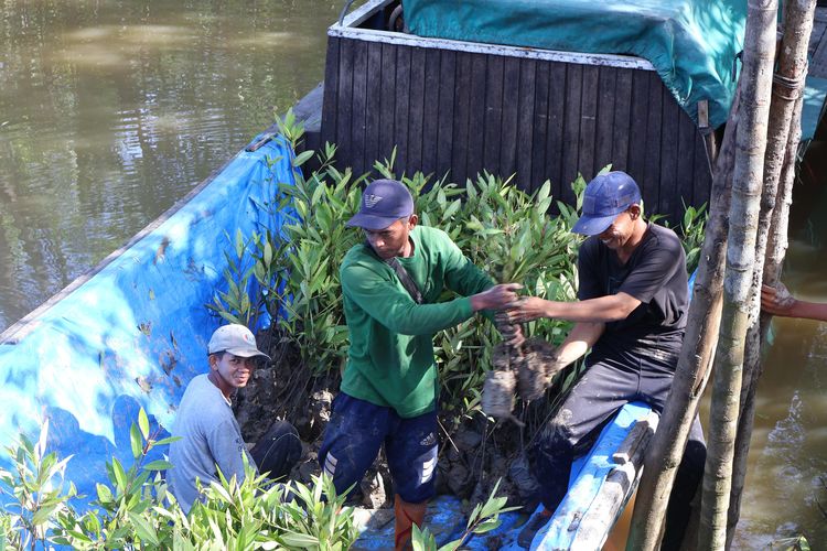 Investasi Berbasis Mangrove: KTH Bakau Lestari Raih Peluang Ekonomis di Jambi