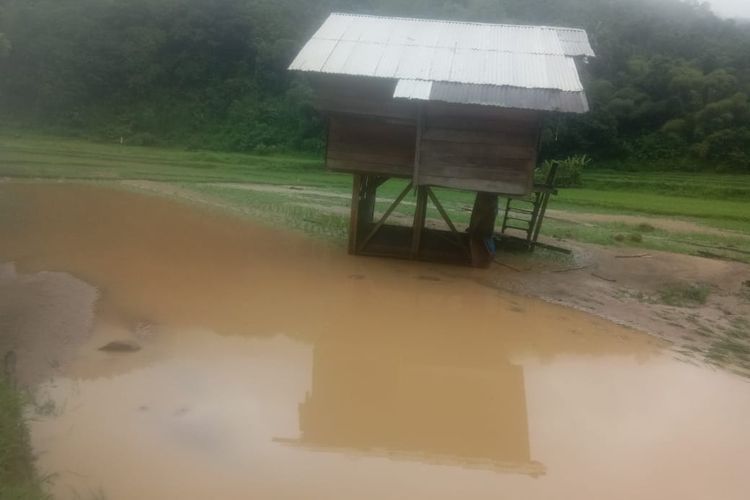 Areal persawahan di Krayan, Nunukan, Kaltara rusak akibat terjangan banjir. Sekitar 54 hektar sawah gagal panen