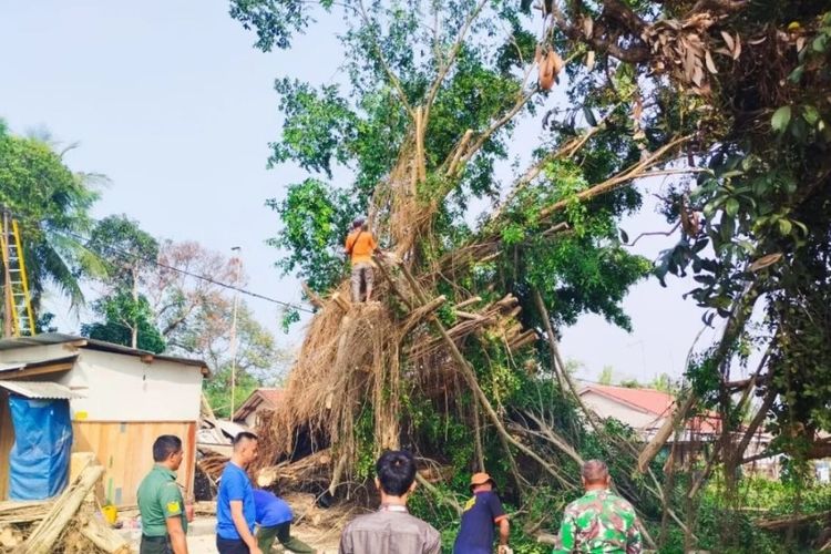 Ruas jalan Rangkasbitung - Bogor tertutup akibat pohon beringin yang usianya puluhan tahun roboh,Rabu (8/11/2023).