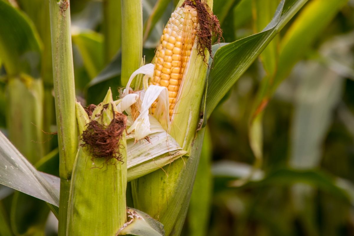 Ilustrasi jagung manis, tanaman jagung manis.
