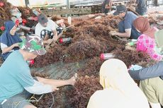 Harga Terus Anjlok, Petani Rumput Laut di Nunukan Terancam Gulung Tikar