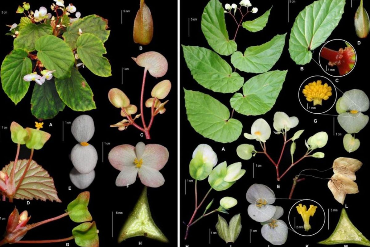 Peneliti BRIN menemukan dua spesies bar begonia, antara lain Begonia fairchildii dan Begonia Molucca. 