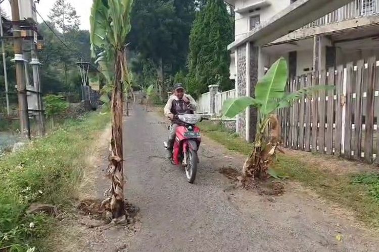 Kesal Jalan Tak Kunjung Diperbaiki, Warga Mojokerto Tanam Puluhan Pohon Pisang