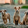 Gigit Wanita Muda Hingga Tewas, Tujuh Anjing Liar Diamankan Polisi
