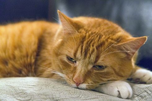 5 Tanda Kucing Mau Mati yang Harus Diwaspadai