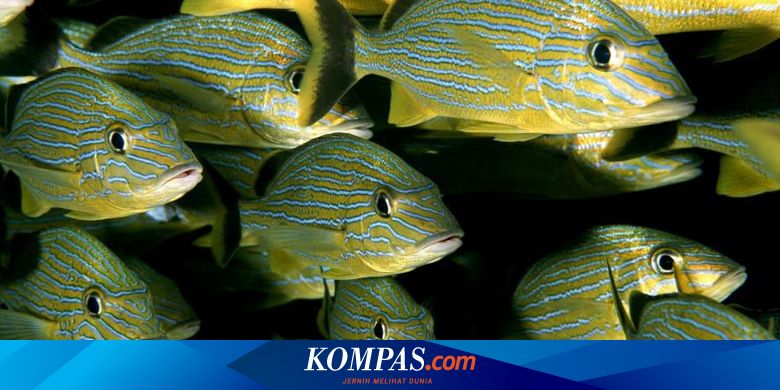 103+ Fisiologi Ikan Air Laut Gratis Terbaru