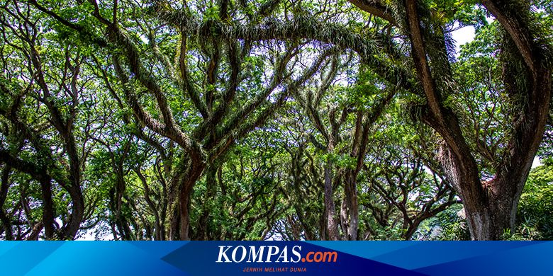 Rute Jam Buka Dan Harga Tiket Masuk Hutan De Djawatan Banyuwangi Halaman All Kompas Com
