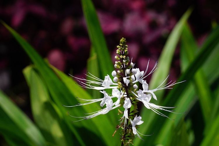 Ilustrasi tanaman kumis kucing, menanam kumis kucing