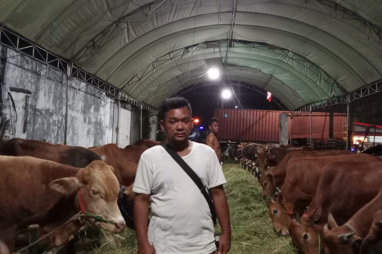 Cerita Hadi, Penerus Usaha Sapi Kurban Keluarga yang Jadi Langganan Anggota Dewan