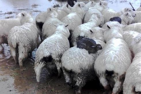 Demi Hindari Banjir, 3 Ekor Kelinci Menunggang Domba