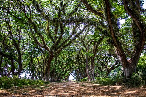 Rute, Jam Buka, dan Harga Tiket Masuk Hutan De Djawatan Banyuwangi