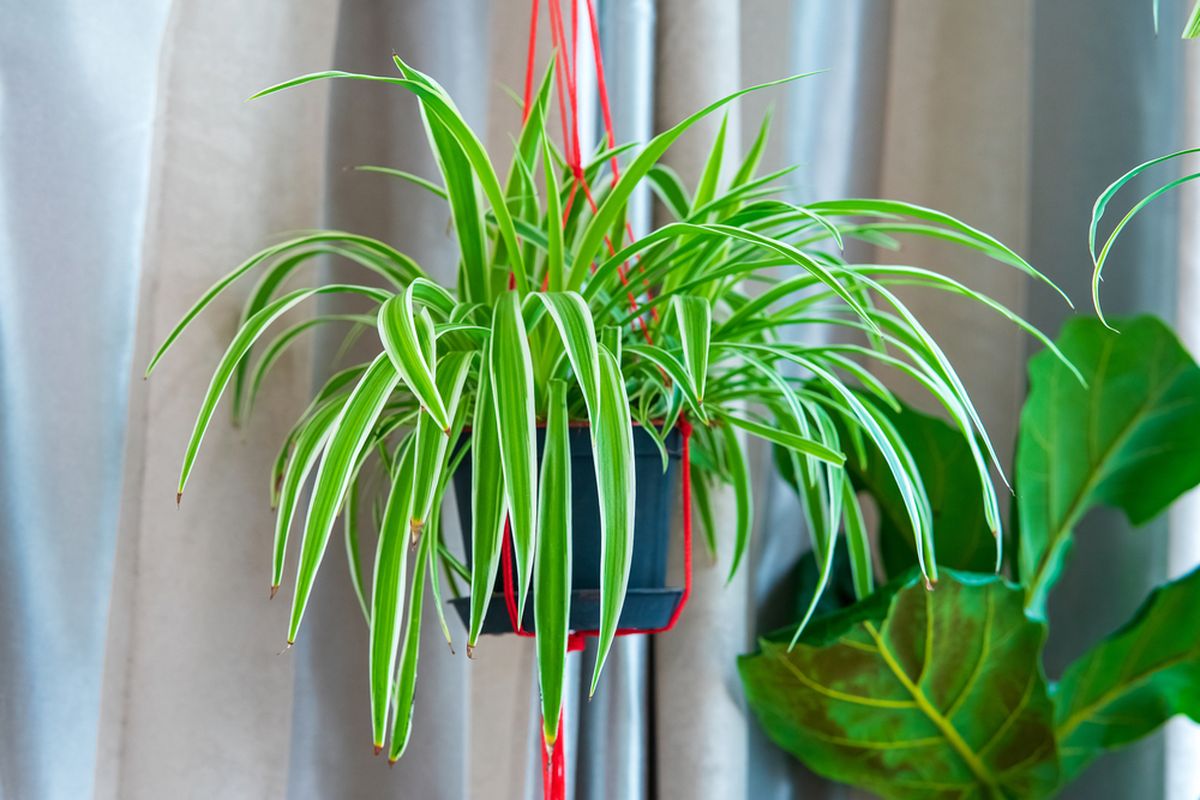 Ilustrasi tanaman laba-laba atau spider plant.