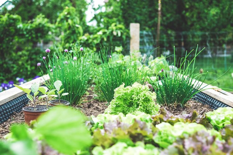 Ilustrasi kebun, berkebun di pekarangan rumah. 