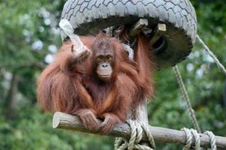 Seekor orangutan bermain di kandangnya di Kebun Raya Samarindda di luar Kota Samarinda, Kalimantan Timur, Kamis (3/10/2013). Kebun yang awalnya merupakan kebun dan laboratorium penelitian Universitas Mulawarman itu kini dikembangkan menjadi tempat wisata alam. Beberapa koleksi satwa yang ada merupakan satwa sitaan yang sebelumnya menjadi piaraan warga. 