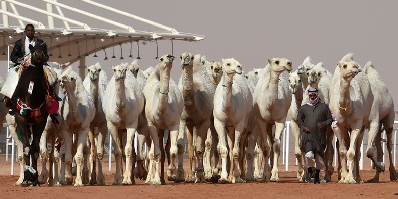 Seorang pria memimpin kawanan unta selama kontes kecantikan, di Festival Camai Raja Abdulaziz yang diselenggarakan secara tahunan di Rumah, sekitar 160 kilometer timur Riyadh, Arab Saudi, Jumat (19/1/2018). (AFP/Fayez Nureldine)