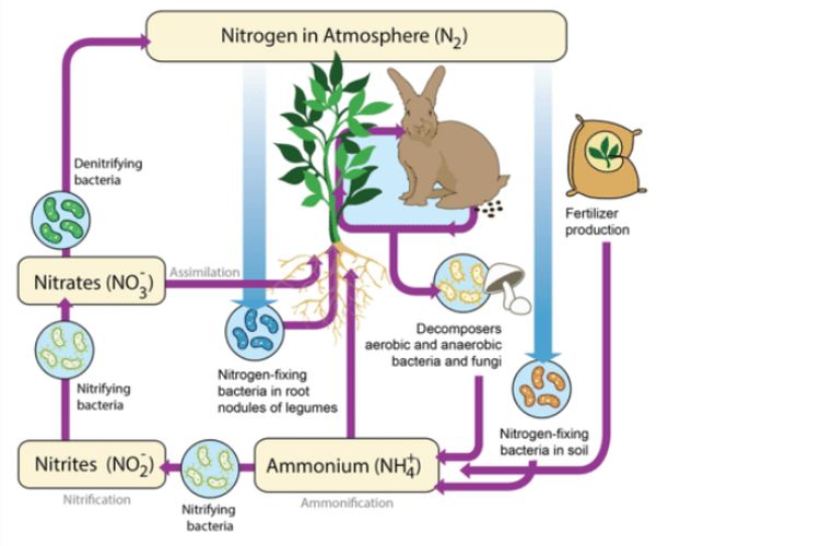 Siklus nitrogen