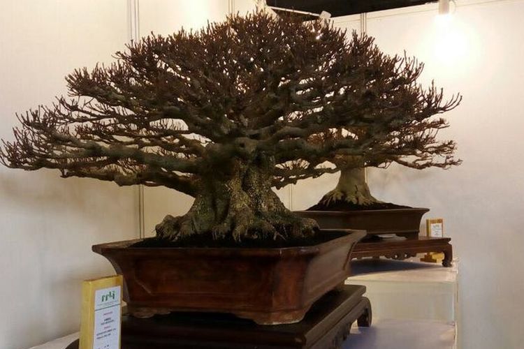 Tanaman bonsai super pilihan ikut dipamerkan di IAE yang berlangsung sejak 17-21 Januari 2018, mulai pukul 09.00 WIB sampai dengan 20.00 WIB di abebeka Convention Center (JCC) di Cikarang, Kabupaten Bekasi, Jawa Barat.


