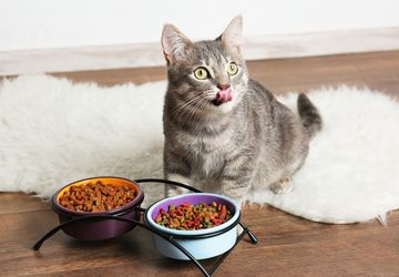 Kucing Jantan Mudah Bosan dengan Makanannya, Harus Bagaimana?