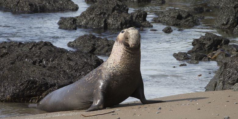 Gajah laut utara (Mirounga angustirostris)