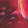 Benarkah Sperma Encer Bikin Susah Hamil?