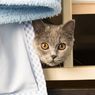 Tempat-tempat Ini Favorit Kucing Bersembunyi, Mana Saja yang Tak Aman?