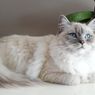 10 Ras Kucing Paling Ramah yang Cocok Jadi Peliharaan