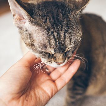 Jangan sembarangan memberikan obat manusia kepada kucing, bisa membahayakan nyawanya.