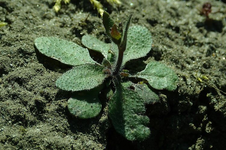 Arabidopsis thaliana menjadi tanaman yang diteliti untuk menjadi pendeteksi pestisida.