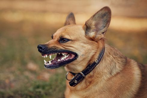 Ratusan Warga TTS Terkena Gigitan Anjing, 1 Orang Gejala Rabies Dirawat di Rumah Sakit