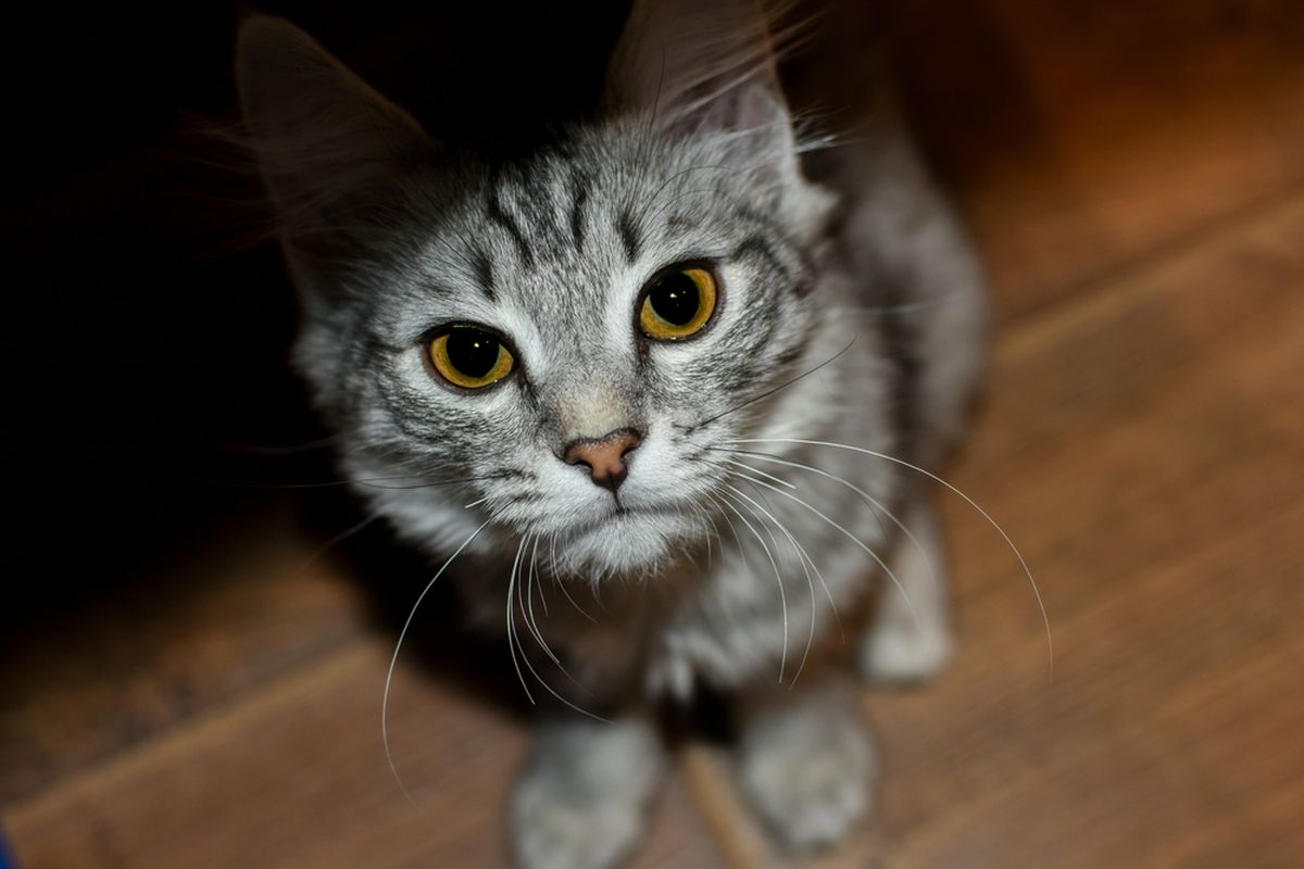 Dengan Berbagai Indranya, Bagaimana Kucing Merasakan Dunia?