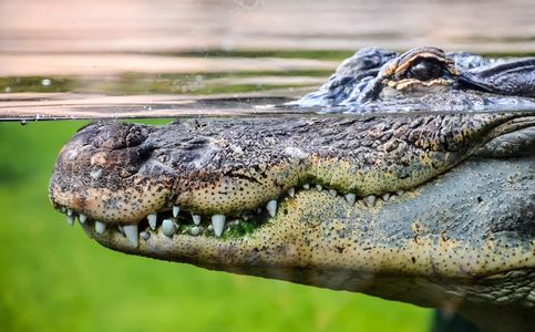 Animals Gone Wild: Indonesian Man Killed by Crocodile in Sumatra