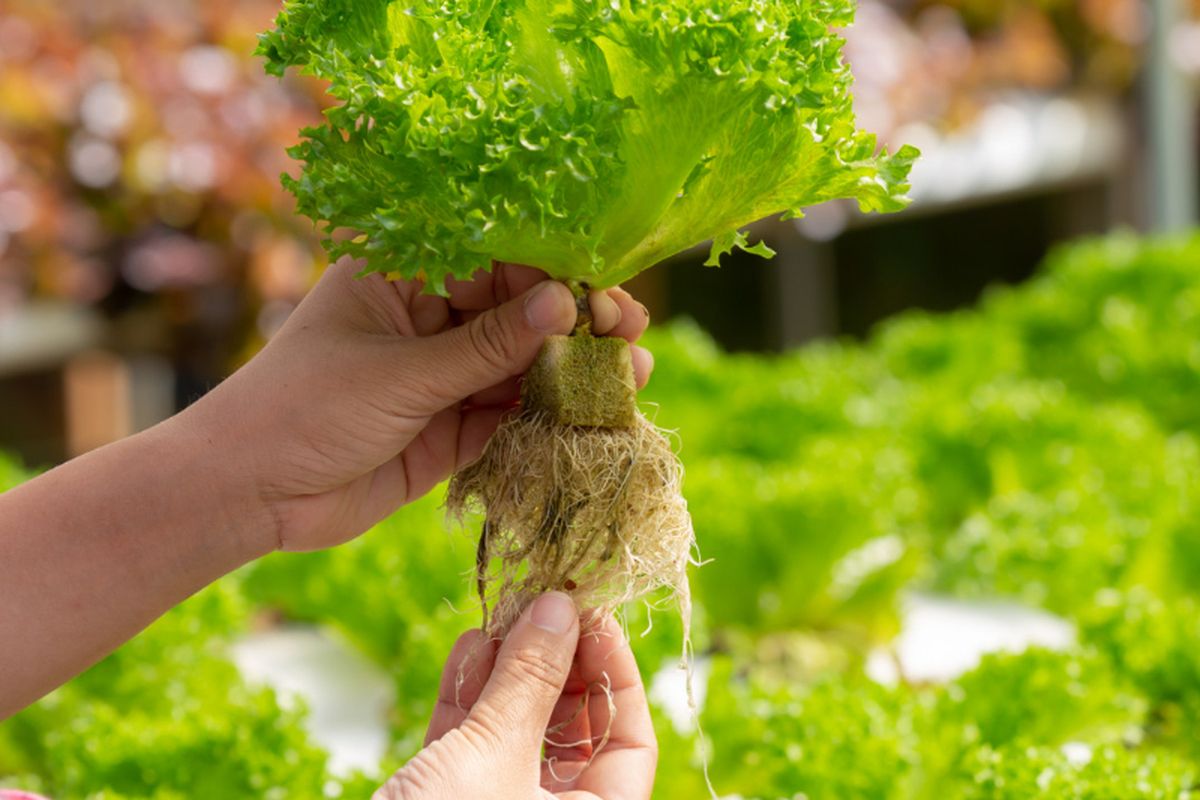 Ilustrasi panen sayuran organik. 