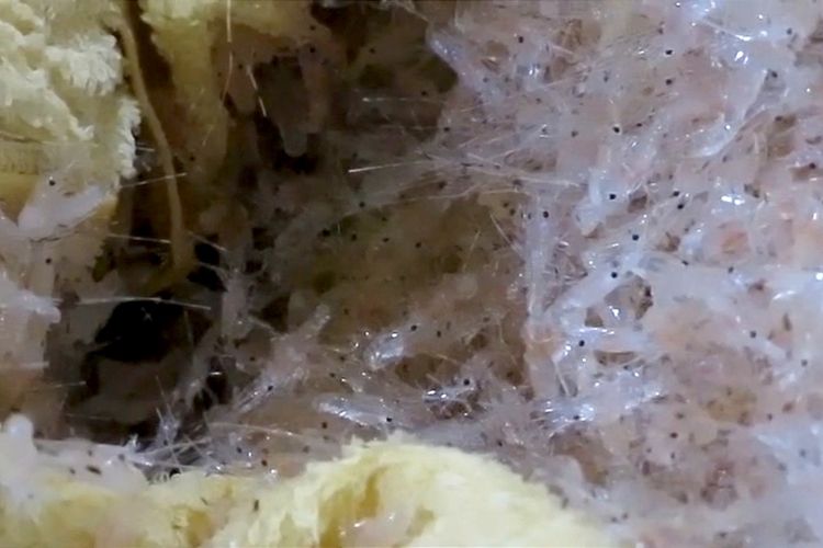 Pakai Modus Handuk Basah, Penyelundup Benih Lobster Senilai Rp 1 Miliar Diciduk di Bandara Juanda