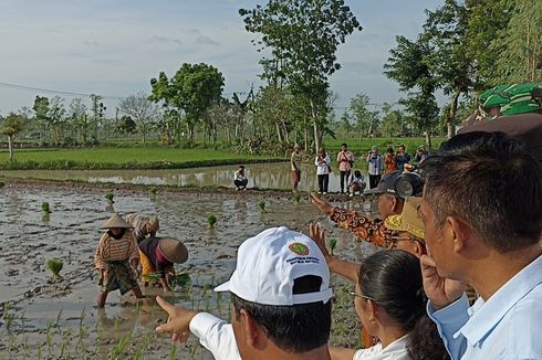 Mentan Jelaskan Alasan RI Impor Beras ke Petani yang Sedang Tanam Padi di Lombok Tengah