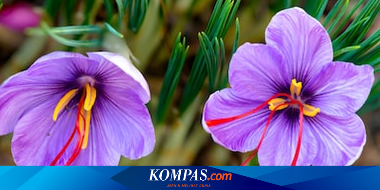 5 Bunga Termahal Di Dunia Salah Satunya Mencapai Rp 57 Miliar Halaman All Kompas Com