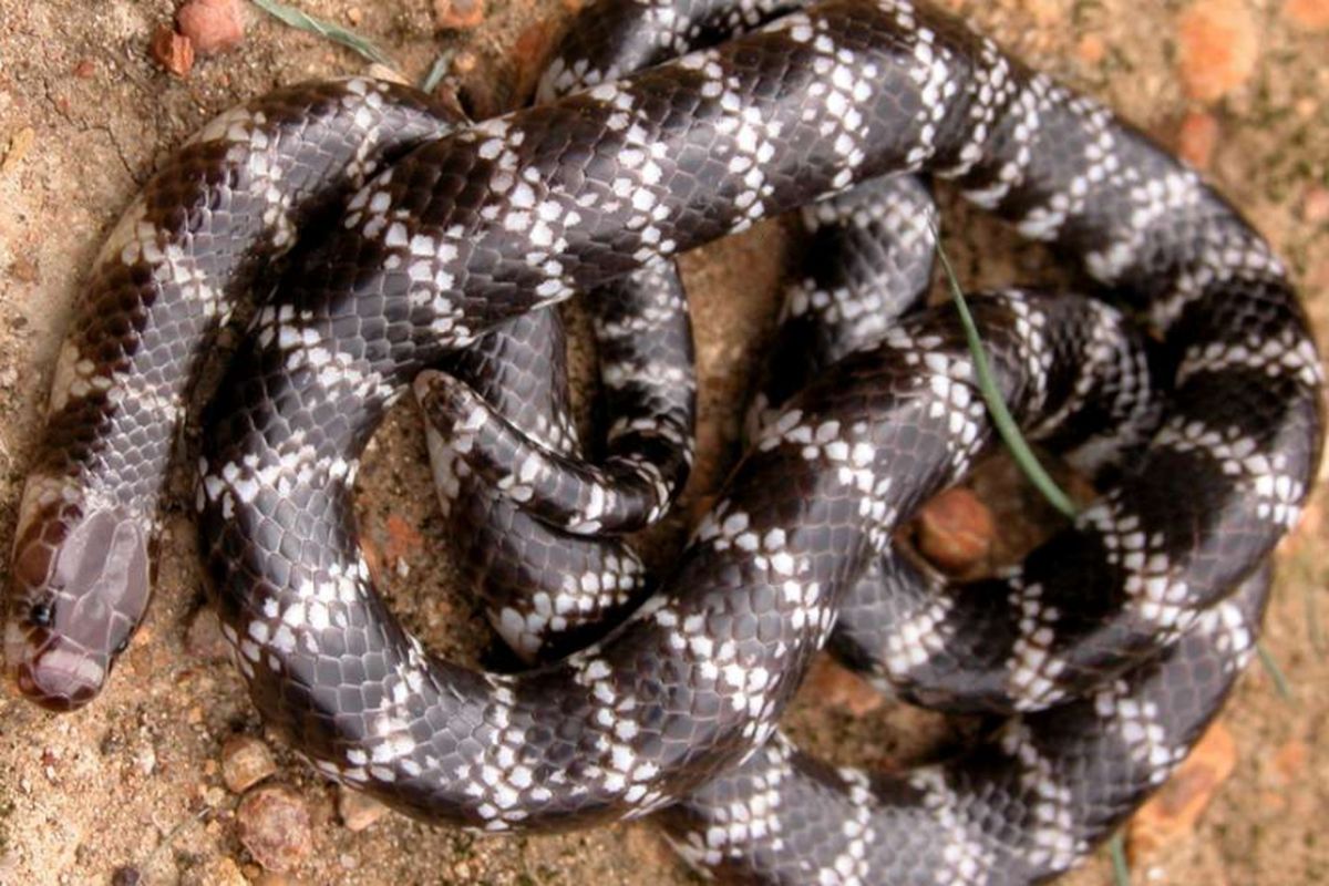Inilah Vermicella parscauda, spesies baru ular berbisa yang ditemukan di Australia.