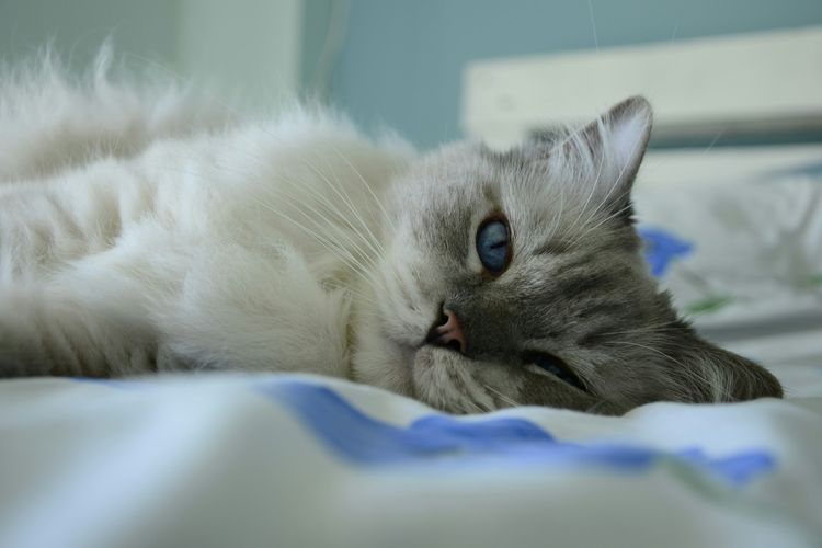 Amankah Tidur Bareng Kucing di Rumah? Ini Kata Ahli