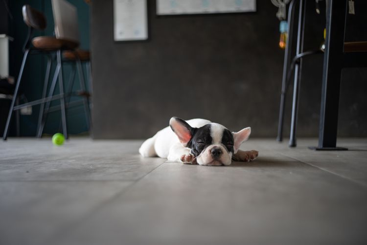Ilustrasi anjing yang sedang berbaring di atas lantai keramik. 