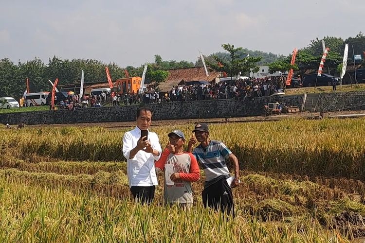 Presiden Jokowi bersama Ketua Kelompok Tani (KT) Guyub Rukun Sangiran, Setu Wibowodi (tengah) saat berada di diarea pesawahan Desa Krendowahono, Kecamatan Gondangrejo, Kabupaten Karanganyar, Jawa Tengah (Jateng), pada Rabu (19/6/2024).