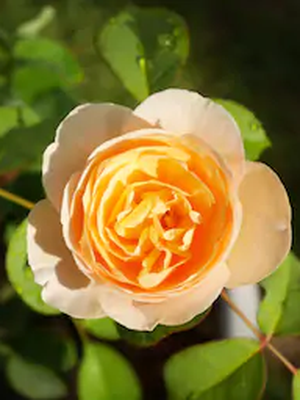 Salah satu bunga termahal di dunia, Juliet Rose. Bunga ini dihargai sekitar Rp 57 miliar.