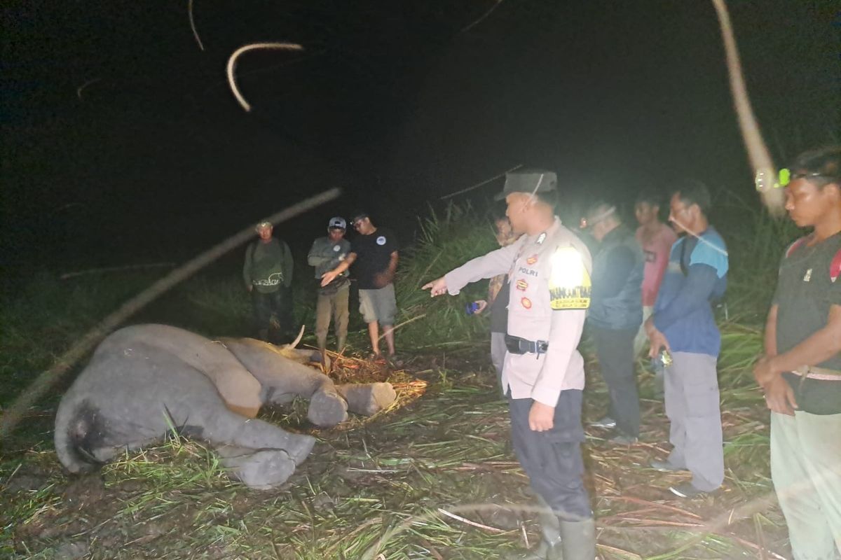 4 Gajah Sumatera di Way Kambas Mati Akibat Penyakit, Ini Hasil Pemeriksaannya