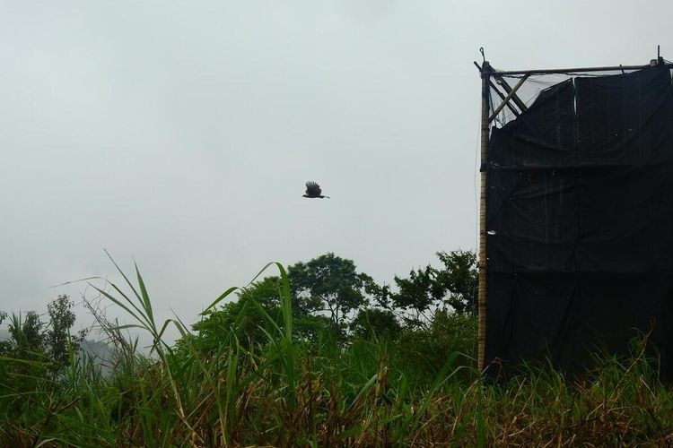 Sepasang elang jawa yang diberi nama Parama dan Jelita dilepasliarkan secara bersama ke habitat alamnya di bentang langit Taman Nasional Gunung Gede Pangrango, Kabupaten Bogor, Jawa Barat, Senin (30/1/2023). Dua ekor elang ini dilepasliarkan setelah dipertemukan atau menjalani habituasi di Taman Safari Indonesia (TSI).